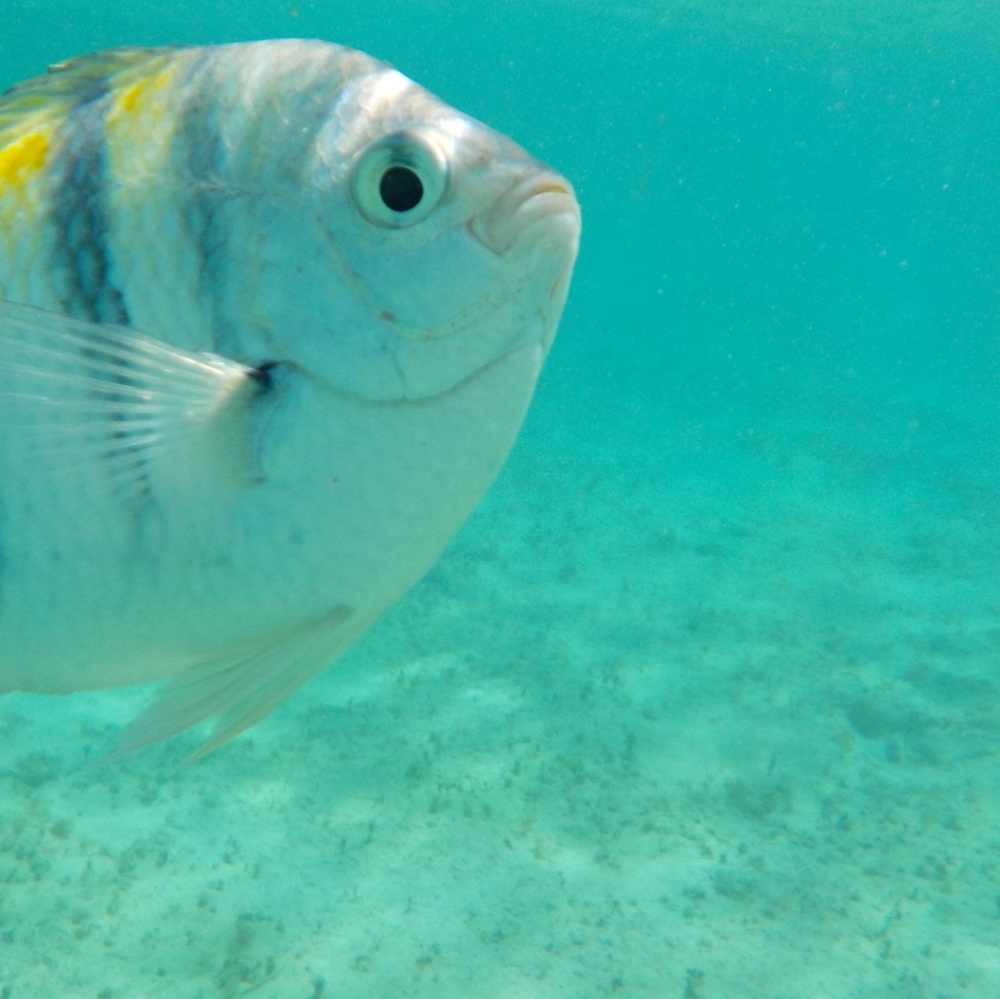 Meet your Posher, Dave